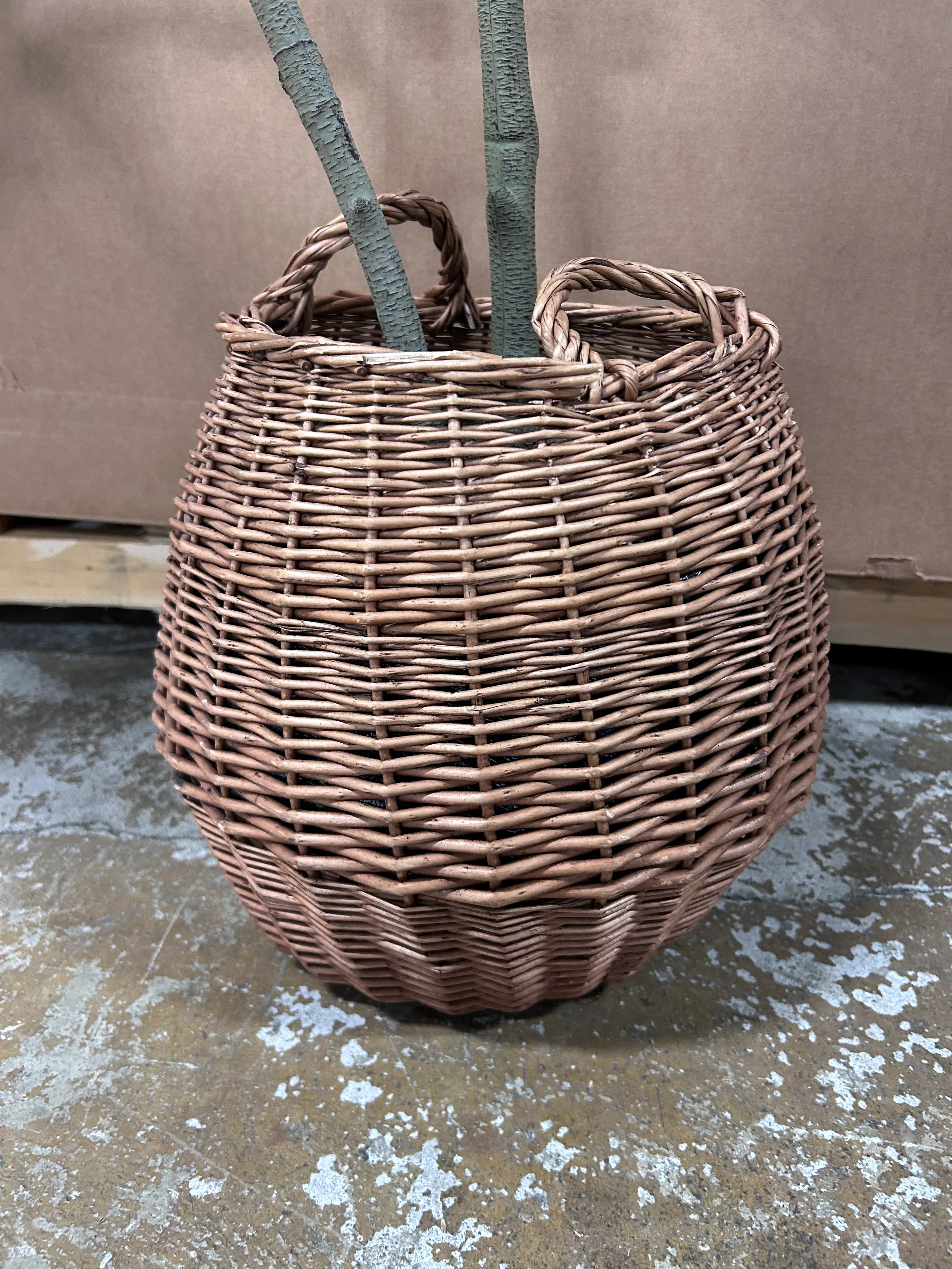 Bay Leaf Tree in Basket - Image 5